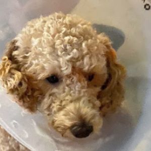 Meet your Posher, Roger